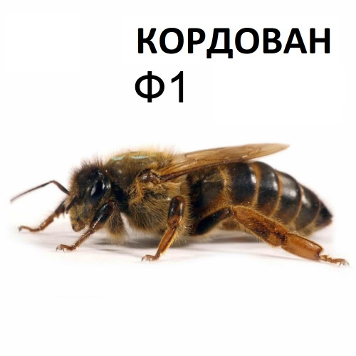 Матка пчелиная, порода "КОРДОВАН" плодная